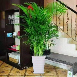 Rich Coconut Loose Tail Sunflower Phoenix Tail Bamboo Potted Indoor Living Room Formaldehyde-Absorbing Plant All Year Round Large Green Plants and Florals