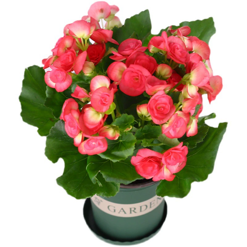 Rieger Двойной цветок Бегонии в горшке Четыре сезона Цветущий комнатный цветок Балкон Цветочное растение для рассады Большой лист Бегонии с бутоном цветка
