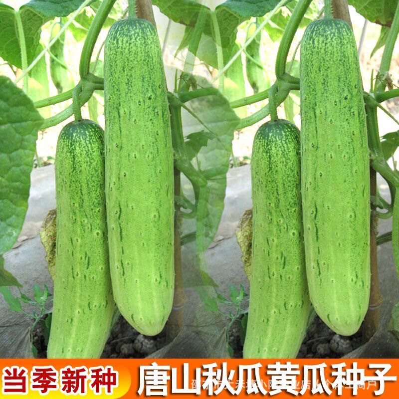 Tangshan Autumn Melon Seeds, Short Stick Cucumber Seeds, Heat-Resistant, Cold-Resistant, Disease-Resistant, Fragrant Taste, Can Be Potted in the Courtyard Tangshan Autumn Melon Seeds, Short Stick Cucumber Seeds, Heat-Resistant, Cold-Resistant, Disease-Resistant, Fragrant Taste, Can Be Potted in the Courtyard