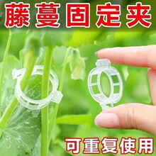 植物瓜果塑料绑蔓夹固定夹绑枝吊蔓卡扣西红柿夹蔬菜固定大棚耐用