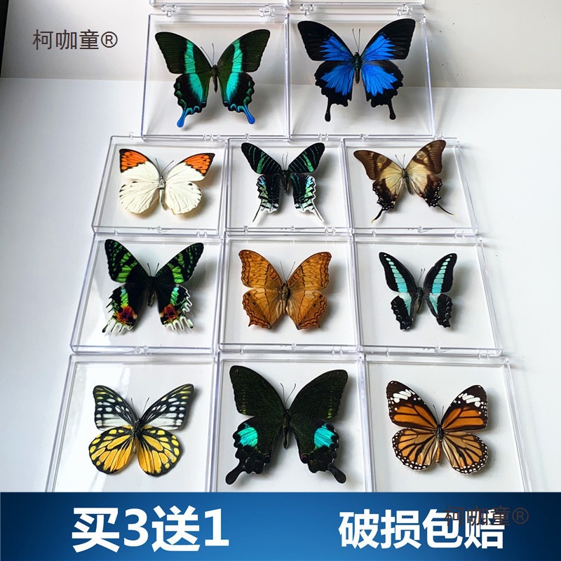 真蝴蝶标本摆件已展翅蜻蜓昆虫标本真虫学生创意生日礼物透麦太保