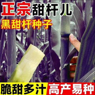 ����U�N�Ӻ�Ƥ������ڱ���������U�N�Ӹ����ɫ��Ƥ��U�N��