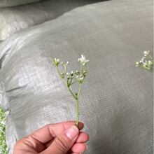 ������滨�������ֲ����Ʒdiy�Gֲ�ٲݲ廨������Ԕ[������