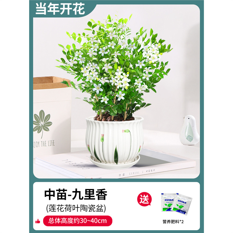 무성한 구리향 8~10그루 5년생(연잎 도자기 화분) + 비료