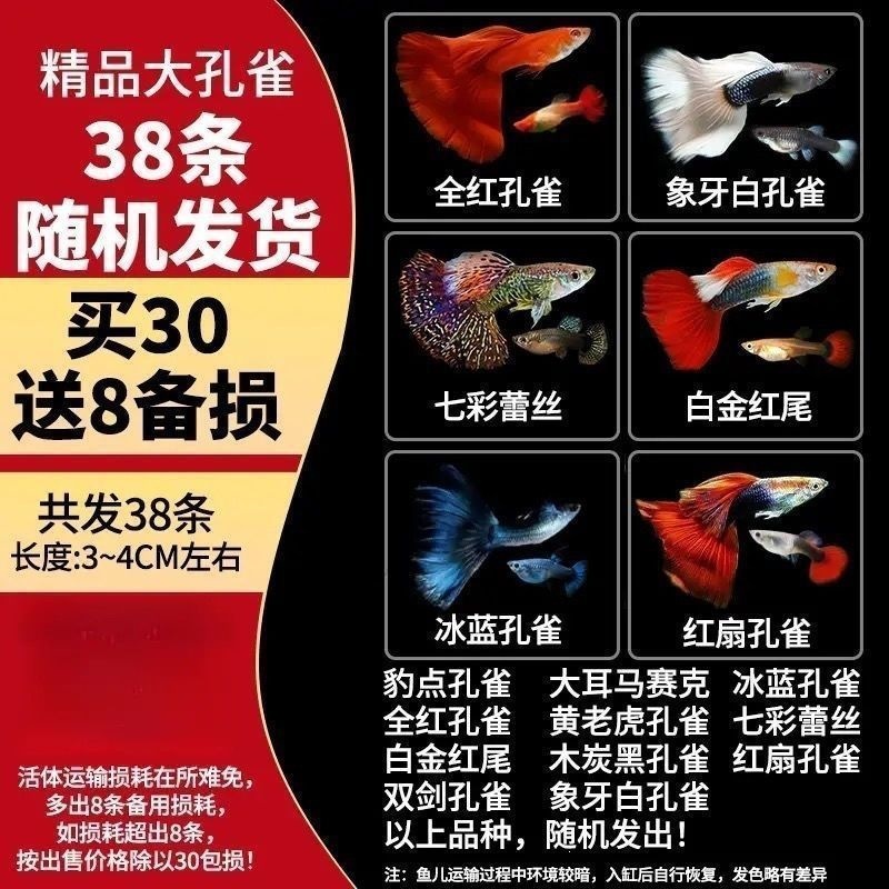 【3-4cm】38 random large peacocks