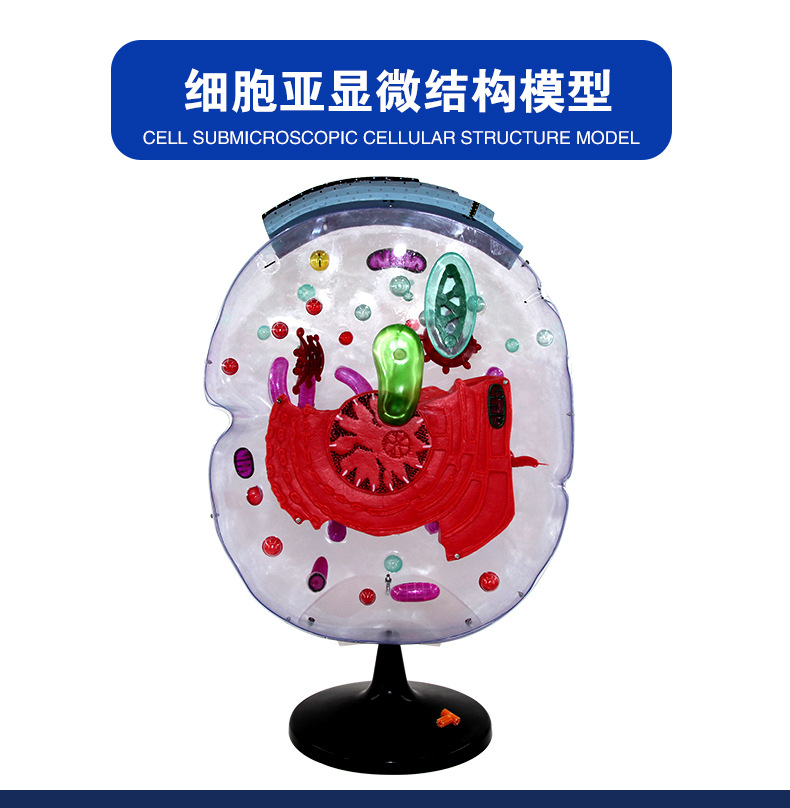 33302细胞亚显微细胞结构模型_02.jpg