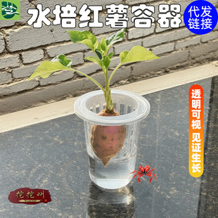ˮ��N�ӻ�������͸���A���������N�Ӷ���t����ֲ�@�Nֲ�����߲�