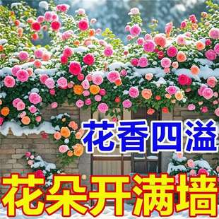 �������_�M�����ļ��_���¼����N�Ӽt��÷�ͺ��͟��ļ��_������