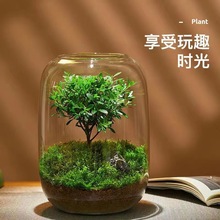 創意桌面苔蘚微景觀成品盆景好養鮮活綠植生態瓶盆栽現代簡約花瓶