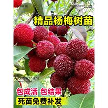 ÷|޽ӹ̿÷玧ϷNֲԮY