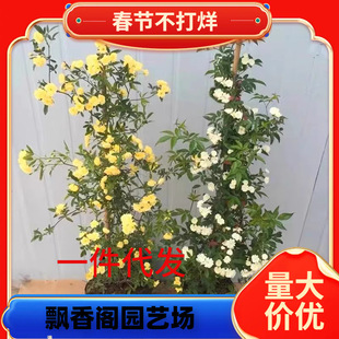 һ�����l�Sľ�㻨�����ٻ���ͥԺ���ͺ����������B�ļ��_���t�Nޱ