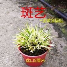 �����辰���X΢��ˮ���F��̦�S�������Ϙ���ʯˮꑸ��҃ȾGֲ