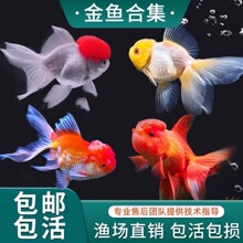 鎏金金鱼活鱼活物观赏鱼丹顶淡水鱼蝶尾狮子头红冷水鱼兰寿鹤顶红