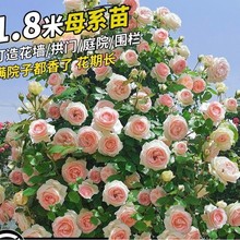 四季蔷薇花苗藤本月季大花浓香庭院爬藤植物花卉盆栽阳台玫瑰大苗