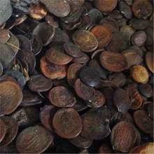 【跨境供货】羊蹄甲种子宮粉羊蹄甲洋紫荆红花紫荆弯叶树种子四季