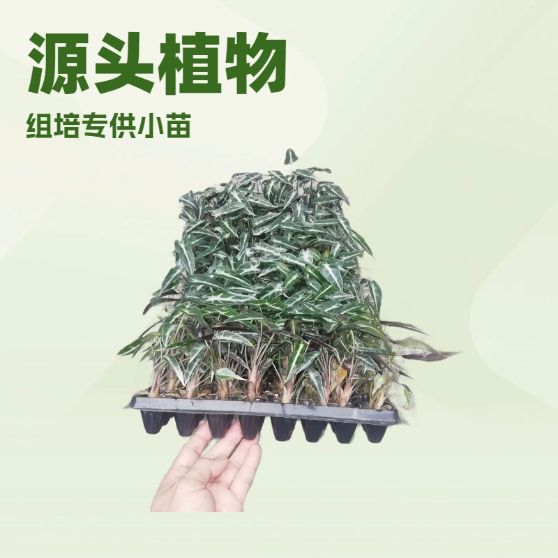 Оптовый поставщик комнатных зеленых растений Little Fairy Guanyin Lotus Fun Garden, семян и рассады цветов