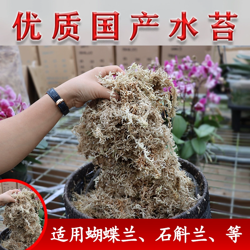 Домашний мох гнилая кора чилийский водяной мох фаленопсис специальная дышащая среда для выращивания коры Новой Зеландии
