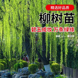 ������紹���S��������ֱ�����̾G���е����L������ͺ��Nֲ��ľ