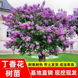 Dropshipping Lilac Saplings Indoor and Outdoor Courtyard Potted Ground Planting Strong-Scented Plant Florals North and South All Year Round