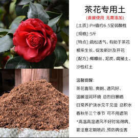进口名贵品种大牡丹红色球形火瀑布山茶花树苗盆栽带花苞小托桂型