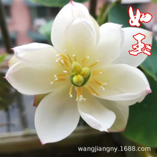 �ɻ��N��������^�p�ɻ�������ˮ�����ź�N��ɏ˯ɏ����ˮ��ֲ��