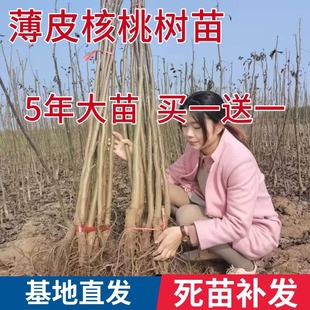 �޽Ӻ��Ҙ���8518��Ƥ��Ƥ�����Ϸ������Nֲ�F�ڵ������Ԯ���Y��