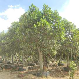 2307苗圃供应 菠萝蜜树 20-30cm粗 热带庭院绿化果树 行道树
