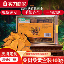 长白山特产桑树桑黄盒装野生食品养生滋补散装批发可包邮泡水中药