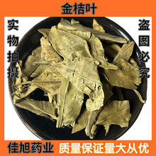 批发 金橘叶 桔叶 橘叶 桔子叶 金桔叶 新货 量大从优