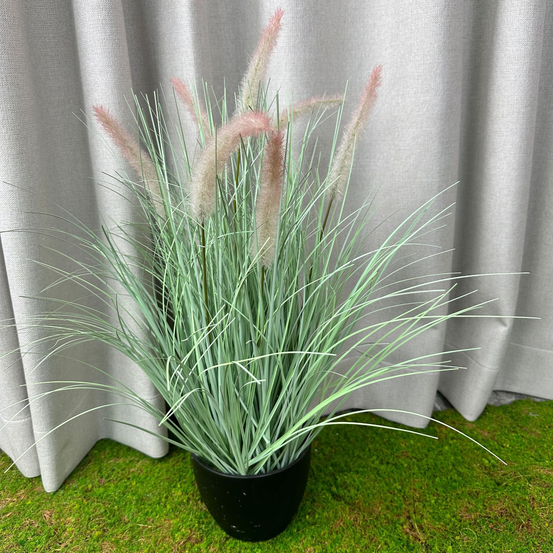 Hierba de cola de perro verde claro (altura 50cm)