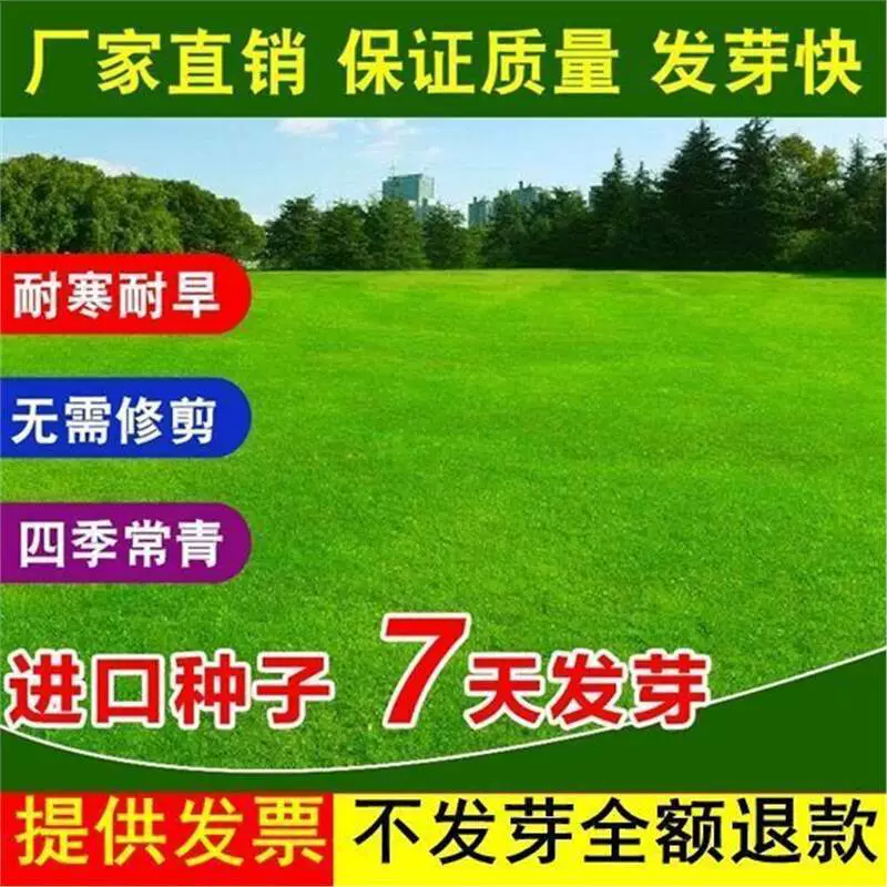 Семена газонов, семена травы, семена вечнозеленой необрезанной зеленой травы, защита склонов виллы во дворе, корень собачьего зуба, высокая люцерна
