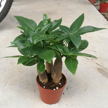 l҃^pˮ໨ܾGֲ lؔ/m//X/G}