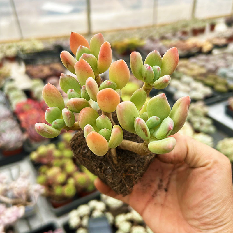 신선한 아름다움, 전체 9cm+