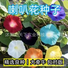 大花牵牛花种子特大号喇叭花爬墙爬藤室内庭院盆栽四季易活花种子