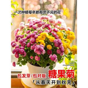 �ǹ��շN��ǧ�^�ջ��N���߲ʻ�ɫ�ļ��ͺ���۹����N��ͥԺ���ܷN