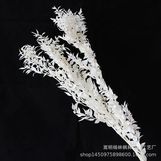 漂白富贵叶永生花干花花束diy材料 婚礼花艺拍照道具工厂批发