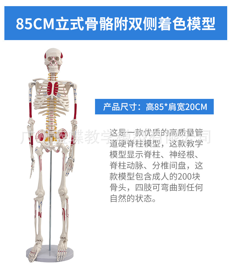 详情1 (4)