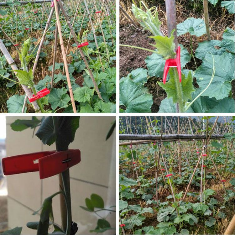 덩굴 오이 클립 플라스틱 클립 멜론 덩굴 토마토 고정 클립 멜론 모종 ZHENG XIAO를 지원하기 위해 덩굴 클립을 묶는 겨울 멜론 클립 농업용 클립