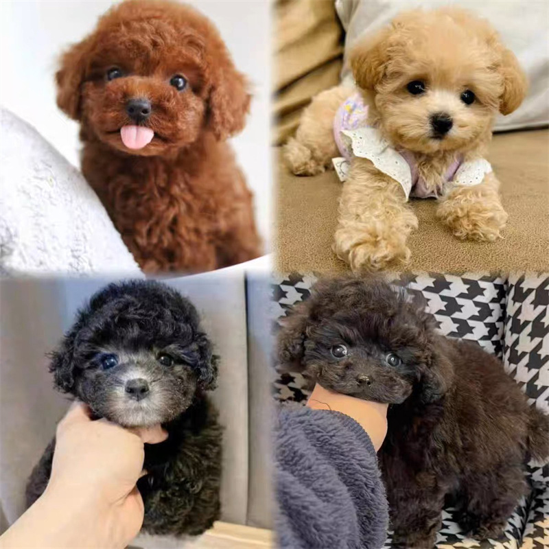 纯种泰迪幼犬小体泰迪茶杯犬活物宠物泰迪幼犬活体黑红灰泰迪