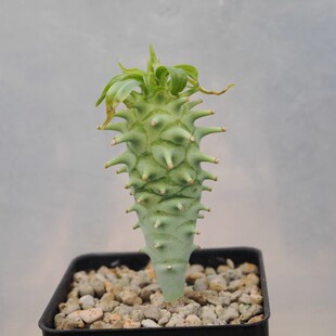 ������ �����K��ֲ�� Euphorbia longituberculosa