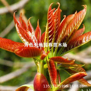 Toona Sinensis Seedlings, Red Oil, Toona Sinensis Saplings, Fragrant Spring Tree Saplings, Fresh Potted Edible Spring Bud Trees, Toona Sinensis Trees