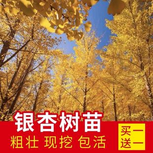 ���~�y�Ә���׹������＾���~�y��С��ͥԺ���wռ�����ϱ����Nֲ
