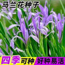 RmļNֲ_RɏN̨ͥԺ׻RAmN