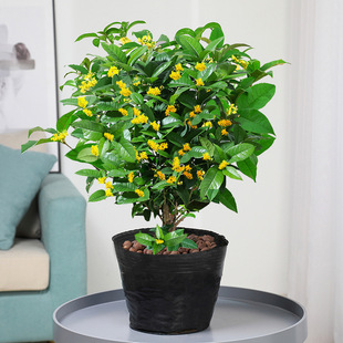 ļ𻨘ֲ̨҃ͥԺBļ_¹ļGֲ