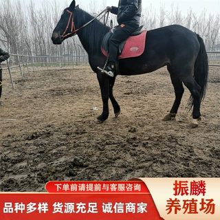 阿拉伯马 伊犁马 蒙古马 纯血马 半血马哪有卖的 骑乘马