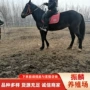 伊犁阿拉伯蒙古马
