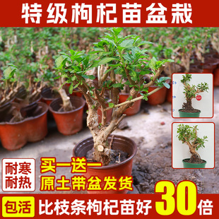 ��轘���ʳ������~�����Ϙ������̨��ș�ķNֲ�߲����ļ��˷N��