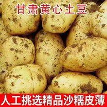 包邮肃客定西批发甘肃土豆土豆洋芋农家自种特产土豆黄心新鲜土豆