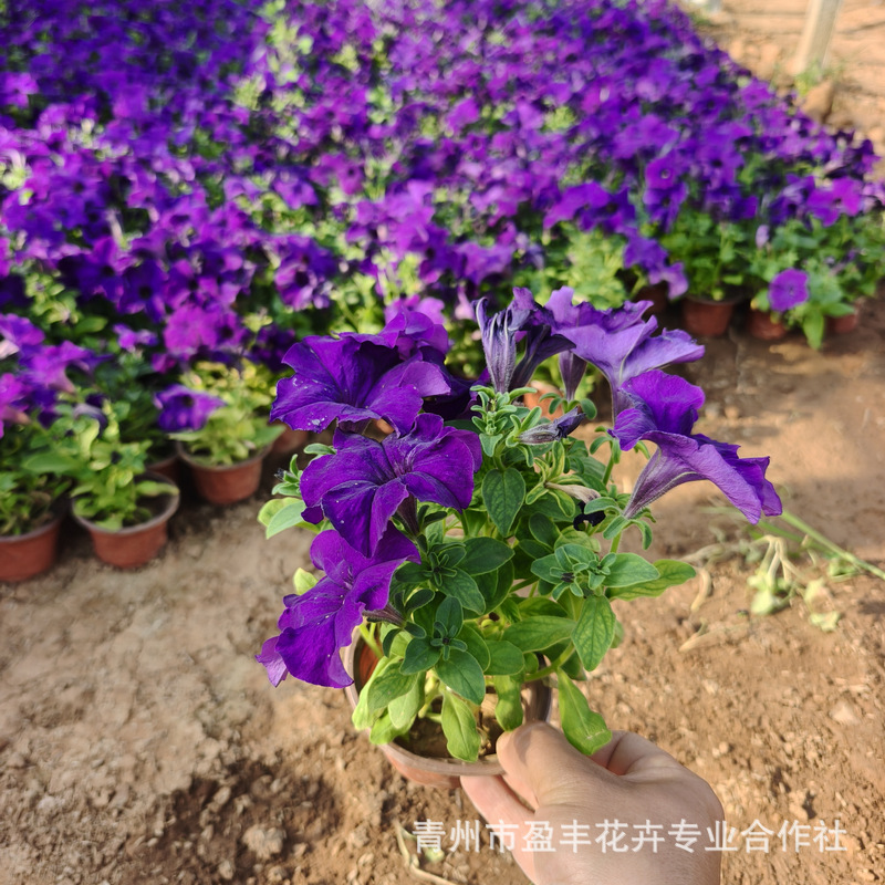 微信图片_202504070857371