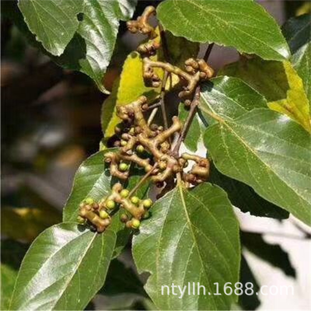 拐枣树苗 万寿果树苗 鸡爪连金钩梨当年结果南北方庭院种植地栽苗-阿里巴巴